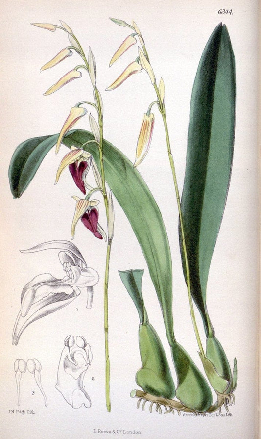 Curtis's botanical magazine. London ; New York [etc.] :Academic Press [etc.]. | "Botanical illustration" Botany Periodicals "Pictorial works" "Plants, Ornamental"  | Vintage Print Reproduction 452090