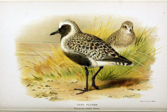 Coloured figures of the birds of the British Islands / issued by Lord Lilford. London :R | Birds "Great Britain" "Pictorial works"  | Vintage Print Reproduction 452091
