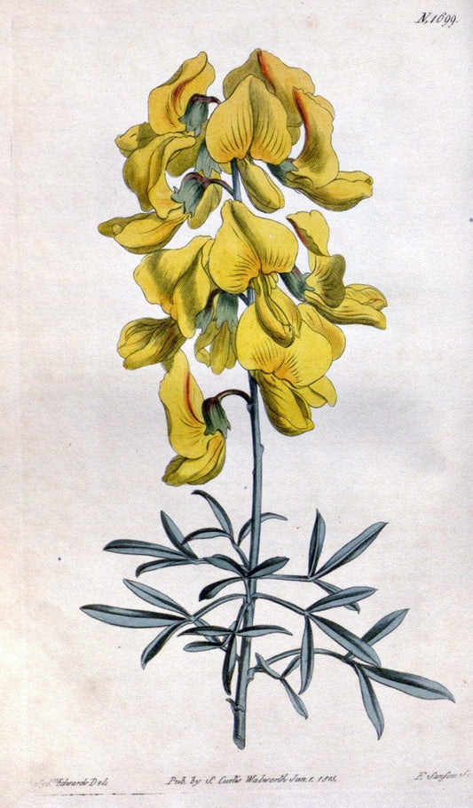 Curtis's botanical magazine. London ; New York [etc.] :Academic Press [etc.]. | "Botanical illustration" Botany Periodicals "Pictorial works" "Plants, Ornamental"  | Vintage Print Reproduction 452092