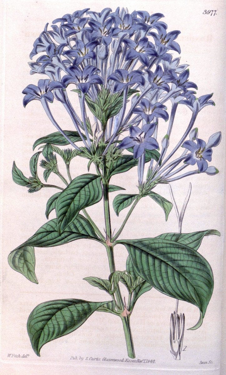 Curtis's botanical magazine. London ; New York [etc.] :Academic Press [etc.]. | "Botanical illustration" Botany Periodicals "Pictorial works" "Plants, Ornamental"  | Vintage Print Reproduction 452094