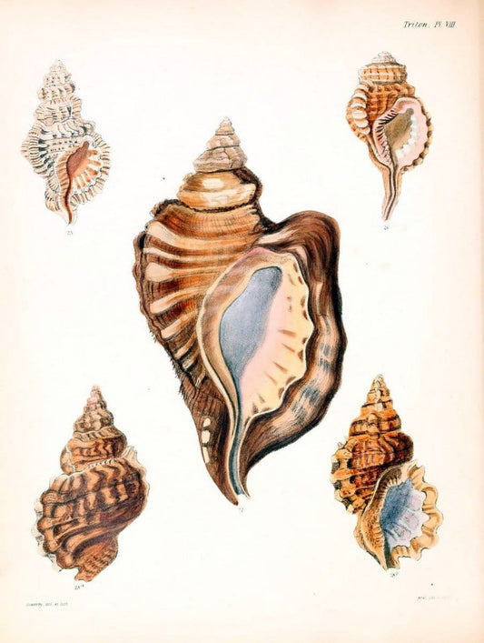 Conchologia iconica, or, Illustrations of the shells of molluscous animals /.London :Reeve, Brothers,1843-1878.  | Mollusks "Pictorial works" Shells | Vintage Print Reproduction 452095