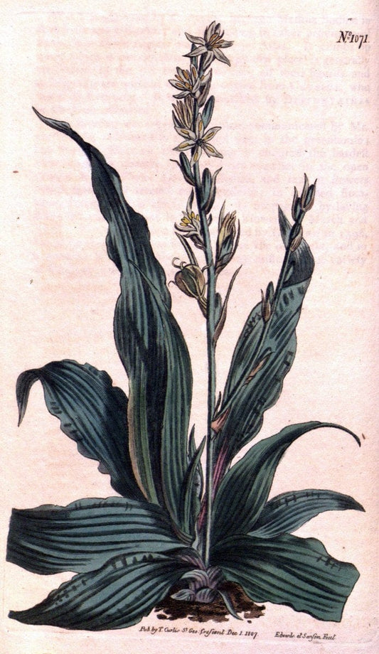 Curtis's botanical magazine. London ; New York [etc.] :Academic Press [etc.]. | "Botanical illustration" Botany Periodicals "Pictorial works" "Plants, Ornamental"  | Vintage Print Reproduction 452097