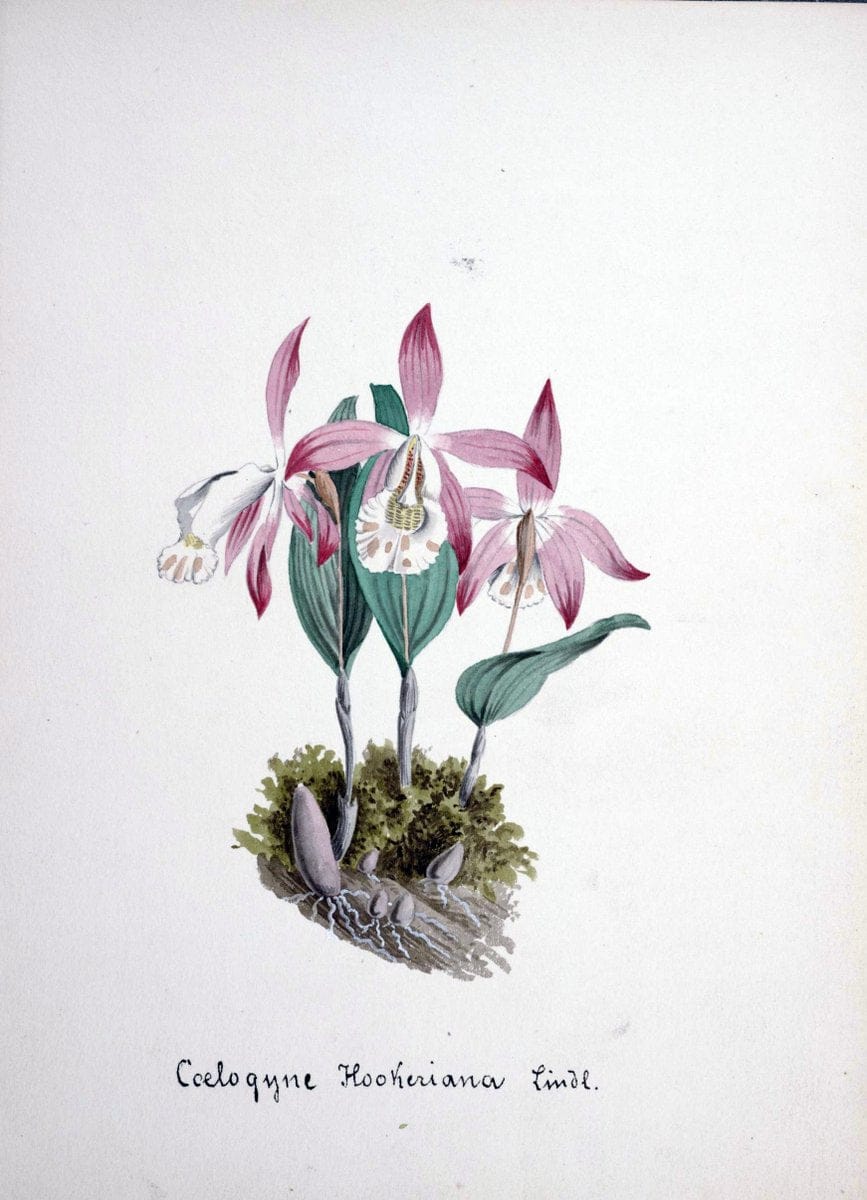 Collection d'orchideÃŒÂes.[S.l. :s.n.,18--]. | "Botanical illustration" Orchidaceae "Orchidaceae in art" "Pictorial works"  | Vintage Print Reproduction 452098