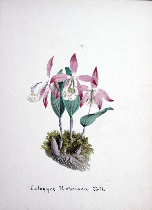 Collection d'orchideÃŒÂes.[S.l. :s.n.,18--]. | "Botanical illustration" Orchidaceae "Orchidaceae in art" "Pictorial works"  | Vintage Print Reproduction 452098
