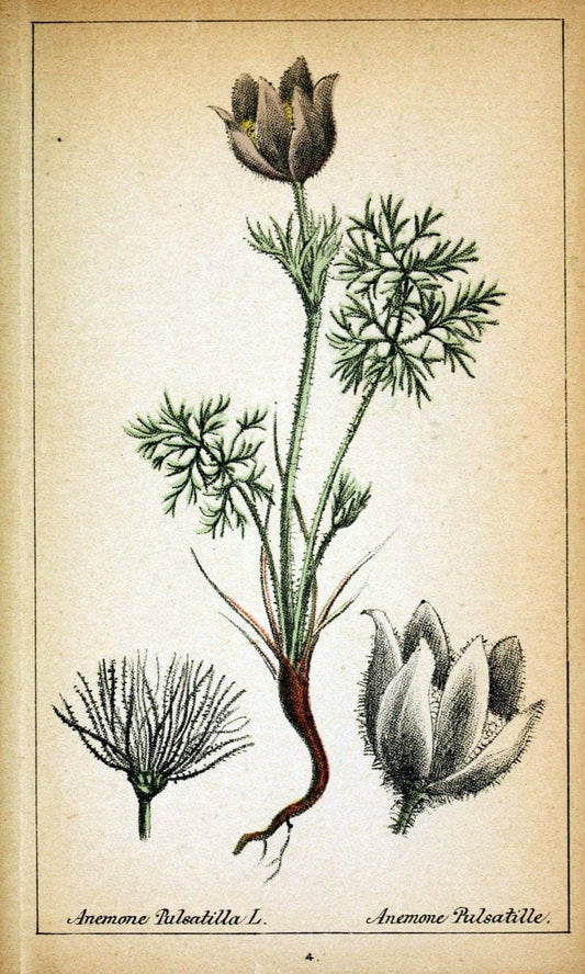 Choix de plantes de l'Europe centrale et particuliÃ¨rement de la Suisse et de la SavoieGe | Europe Central "Pictorial works" Plants "Savoy (France and Italy)" Switzerland  | Vintage Reproduction 452099