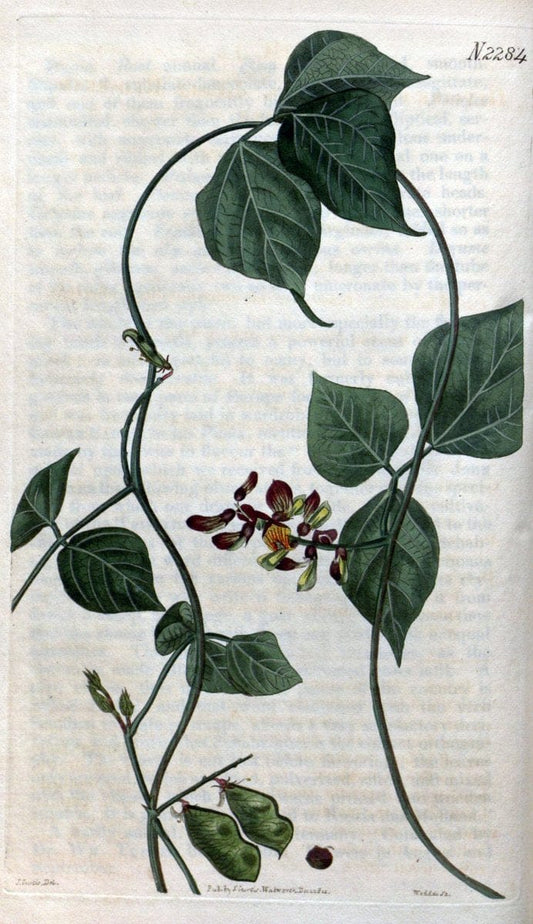 Curtis's botanical magazine. London ; New York [etc.] :Academic Press [etc.]. | "Botanical illustration" Botany Periodicals "Pictorial works" "Plants, Ornamental"  | Vintage Print Reproduction 452100
