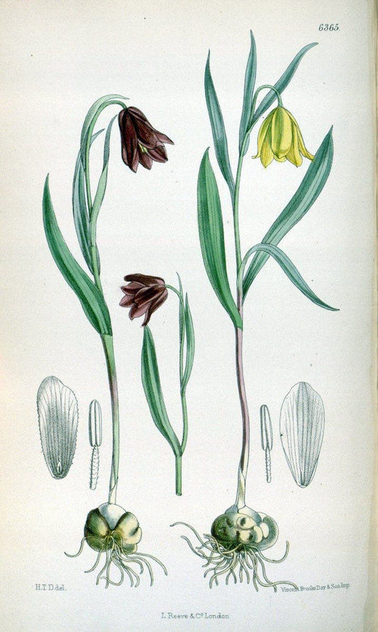 Curtis's botanical magazine. London ; New York [etc.] :Academic Press [etc.]. | "Botanical illustration" Botany Periodicals "Pictorial works" "Plants, Ornamental"  | Vintage Print Reproduction 452101