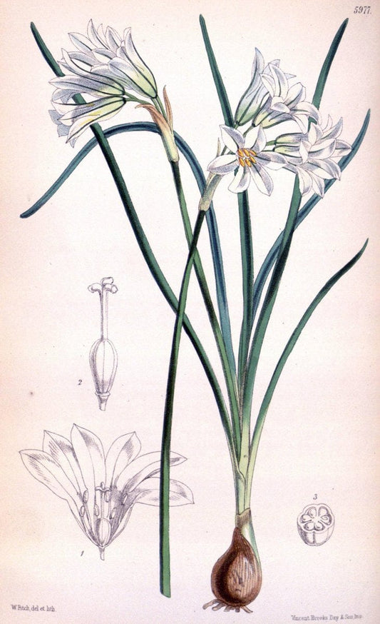Curtis's botanical magazine. London ; New York [etc.] :Academic Press [etc.]. | "Botanical illustration" Botany Periodicals "Pictorial works" "Plants, Ornamental"  | Vintage Print Reproduction 452102