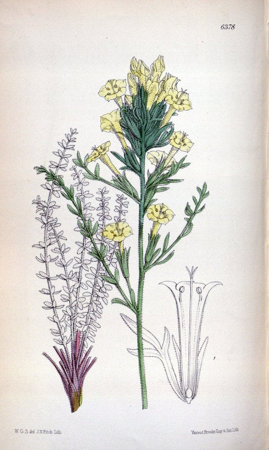 Curtis's botanical magazine. London ; New York [etc.] :Academic Press [etc.]. | "Botanical illustration" Botany Periodicals "Pictorial works" "Plants, Ornamental"  | Vintage Print Reproduction 452105