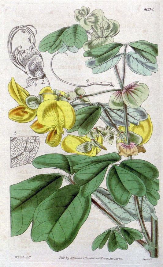 Curtis's botanical magazine. London ; New York [etc.] :Academic Press [etc.]. | "Botanical illustration" Botany Periodicals "Pictorial works" "Plants, Ornamental"  | Vintage Print Reproduction 452106