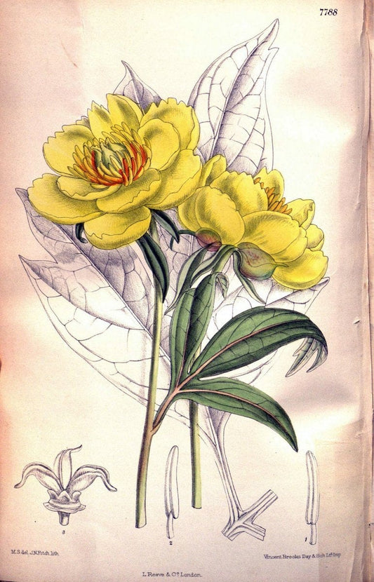 Curtis's botanical magazine. London ; New York [etc.] :Academic Press [etc.]. | "Botanical illustration" Botany Periodicals "Pictorial works" "Plants, Ornamental"  | Vintage Print Reproduction 452107