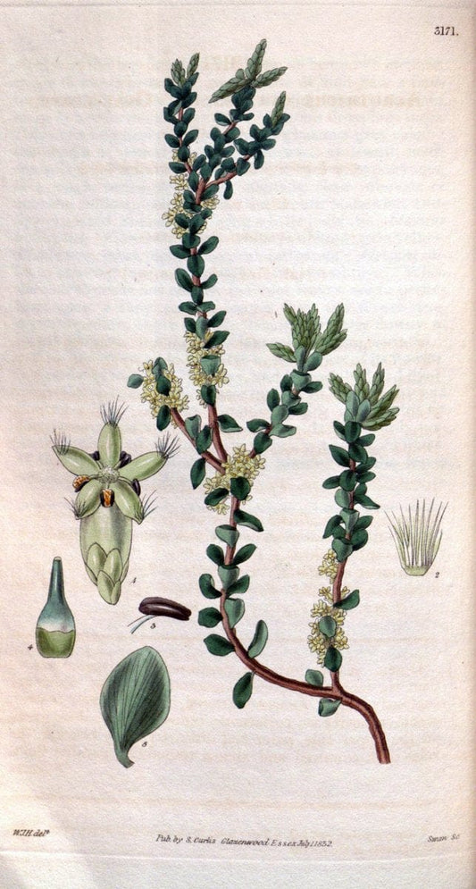 Curtis's botanical magazine. London ; New York [etc.] :Academic Press [etc.]. | "Botanical illustration" Botany Periodicals "Pictorial works" "Plants, Ornamental"  | Vintage Print Reproduction 452108