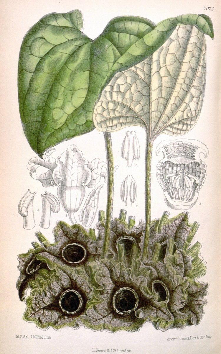 Curtis's botanical magazine. London ; New York [etc.] :Academic Press [etc.]. | "Botanical illustration" Botany Periodicals "Pictorial works" "Plants, Ornamental"  | Vintage Print Reproduction 452109