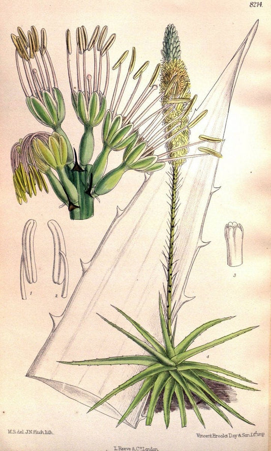 Curtis's botanical magazine. London ; New York [etc.] :Academic Press [etc.]. | "Botanical illustration" Botany Periodicals "Pictorial works" "Plants, Ornamental"  | Vintage Print Reproduction 452112