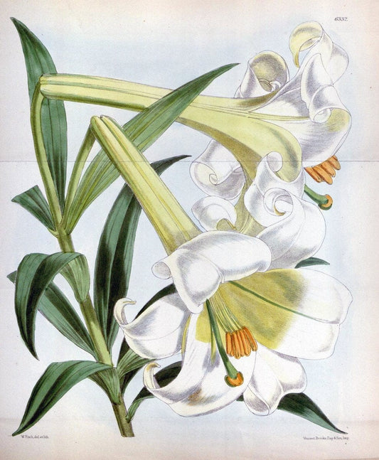Curtis's botanical magazine. London ; New York [etc.] :Academic Press [etc.]. | "Botanical illustration" Botany Periodicals "Pictorial works" "Plants, Ornamental"  | Vintage Print Reproduction 452113