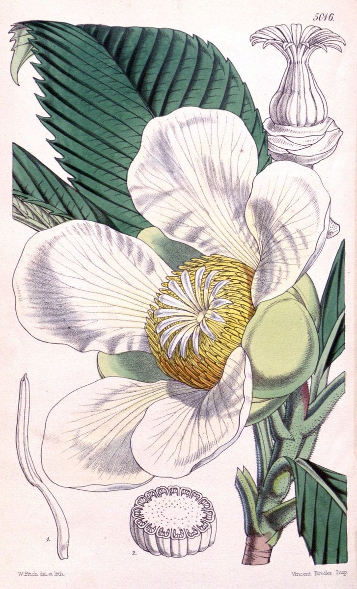 Curtis's botanical magazine. London ; New York [etc.] :Academic Press [etc.]. | "Botanical illustration" Botany Periodicals "Pictorial works" "Plants, Ornamental"  | Vintage Print Reproduction 452114