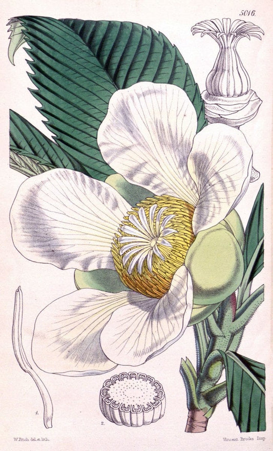 Curtis's botanical magazine. London ; New York [etc.] :Academic Press [etc.]. | "Botanical illustration" Botany Periodicals "Pictorial works" "Plants, Ornamental"  | Vintage Print Reproduction 452114