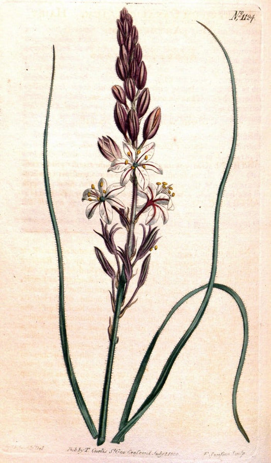 Curtis's botanical magazine. London ; New York [etc.] :Academic Press [etc.]. | "Botanical illustration" Botany Periodicals "Pictorial works" "Plants, Ornamental"  | Vintage Print Reproduction 452115