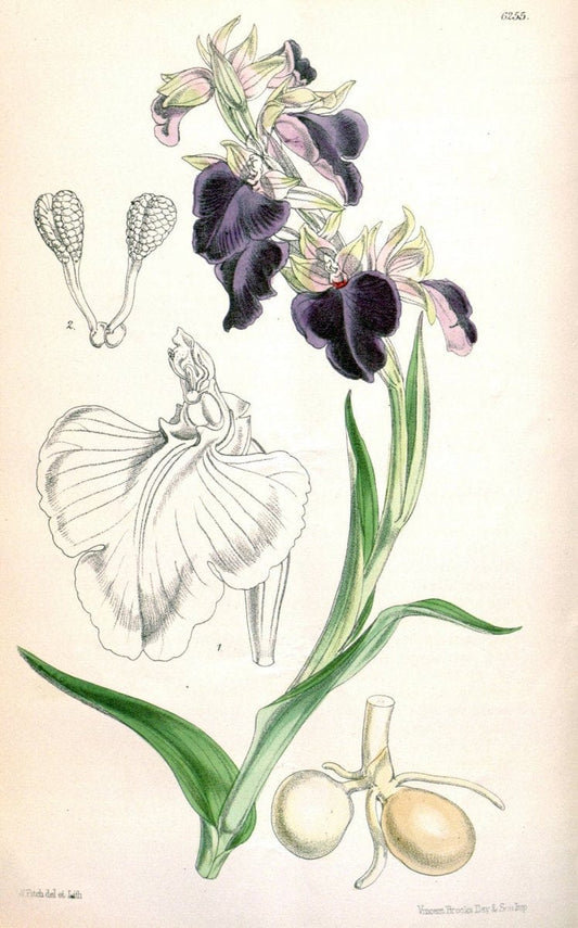 Curtis's botanical magazine. London ; New York [etc.] :Academic Press [etc.]. | "Botanical illustration" Botany Periodicals "Pictorial works" "Plants, Ornamental"  | Vintage Print Reproduction 452116