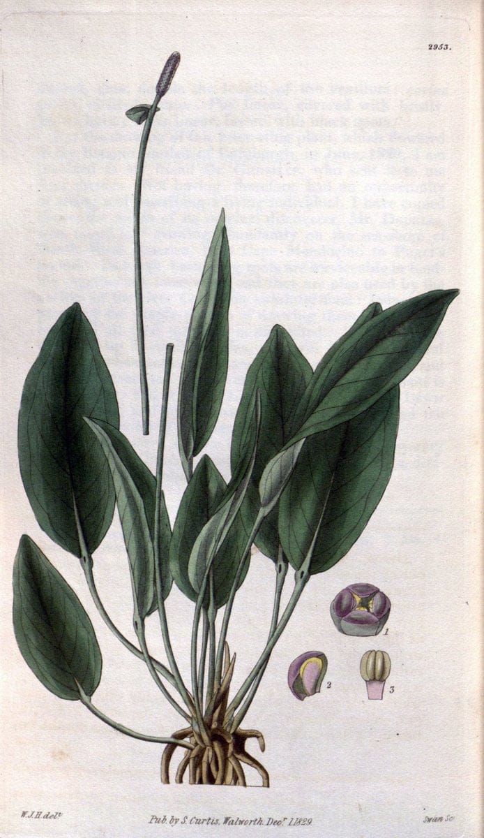 Curtis's botanical magazine. London ; New York [etc.] :Academic Press [etc.]. | "Botanical illustration" Botany Periodicals "Pictorial works" "Plants, Ornamental"  | Vintage Print Reproduction 452118