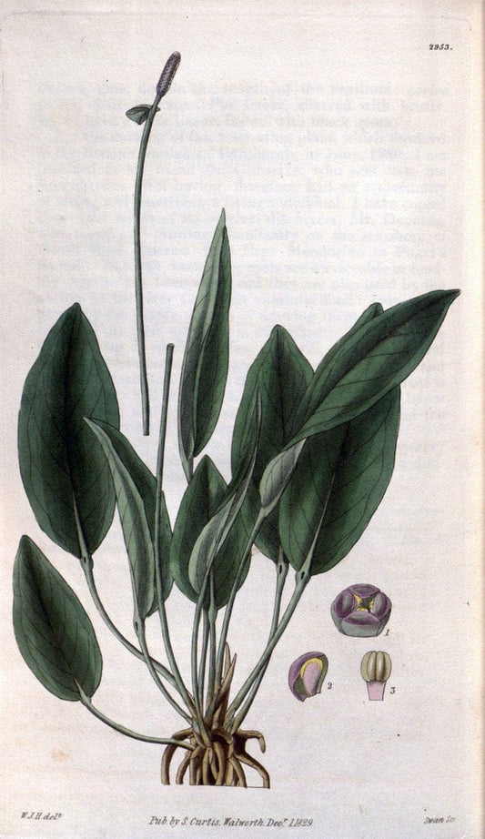 Curtis's botanical magazine. London ; New York [etc.] :Academic Press [etc.]. | "Botanical illustration" Botany Periodicals "Pictorial works" "Plants, Ornamental"  | Vintage Print Reproduction 452118