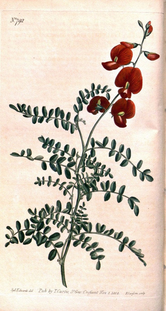 Curtis's botanical magazine. London ;New York [etc.] :Academic Press [etc.]. | Botany Periodicals "Pictorial works"  | Vintage Print Reproduction 452119