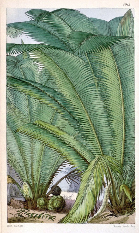 Curtis's botanical magazine. London ;New York [etc.] :Academic Press [etc.]. | Botany Periodicals "Pictorial works"  | Vintage Print Reproduction 452121