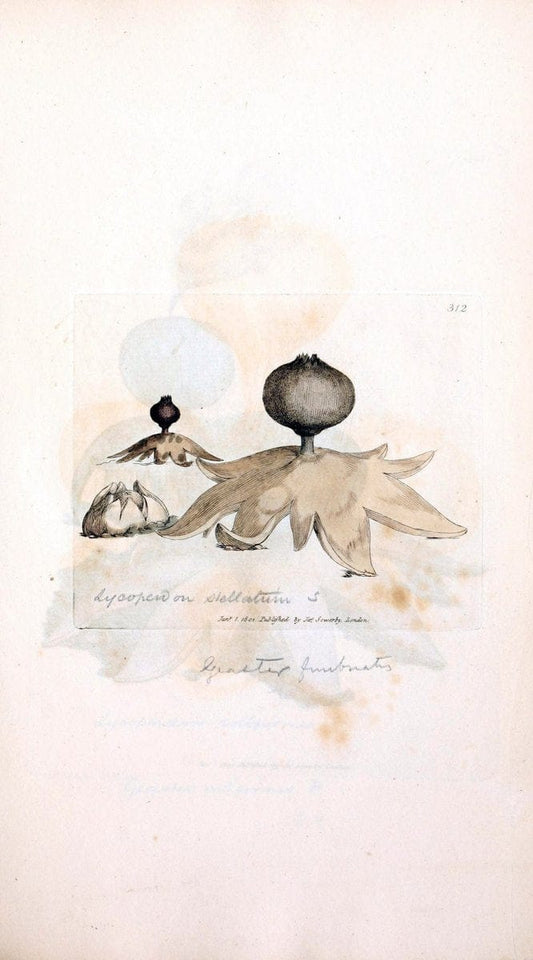Coloured figures of English fungi or mushrooms. London,Printed by J. Davis,1797-[1809]. | England Mushrooms  | Vintage Print Reproduction 452124