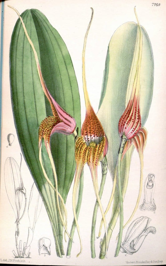 Curtis's botanical magazine. London ; New York [etc.] :Academic Press [etc.]. | "Botanical illustration" Botany Periodicals "Pictorial works" "Plants, Ornamental"  | Vintage Print Reproduction 452125