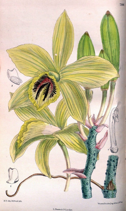 Curtis's botanical magazine. London ; New York [etc.] :Academic Press [etc.]. | "Botanical illustration" Botany Periodicals "Pictorial works" "Plants, Ornamental"  | Vintage Print Reproduction 452126