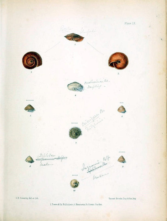 Conchologia indica,.London,1870-1876.. |  | Vintage Print Reproduction 452127