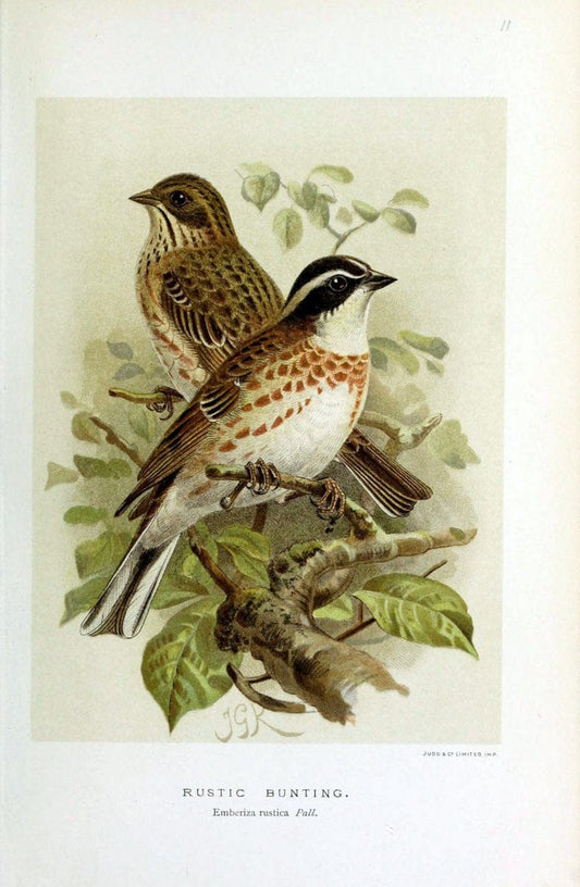 Coloured figures of the birds of the British Islands | "Rustic Bunting" "taxonomy:binomial=Emberiza rustica" Birds "Great Britain" ogy, Erns | Vintage Print Reproduction 452129