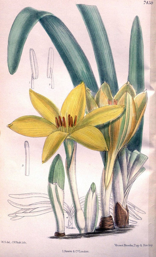 Curtis's botanical magazine. London ; New York [etc.] :Academic Press [etc.]. | "Botanical illustration" Botany Periodicals "Pictorial works" "Plants, Ornamental"  | Vintage Print Reproduction 452130