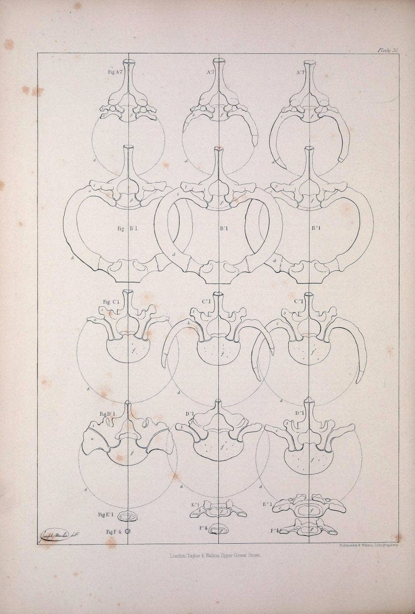 Comparative osteology:.London,Taylor and Walton,1847.  | Bones | Vintage Print Reproduction 452131