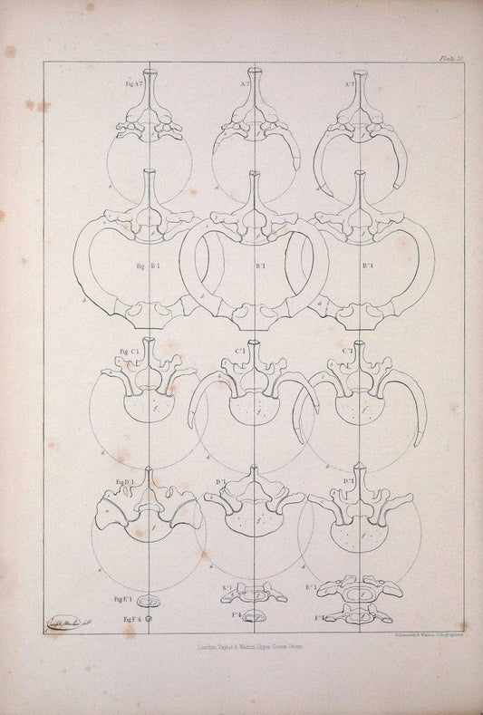 Comparative osteology:.London,Taylor and Walton,1847.  | Bones | Vintage Print Reproduction 452131