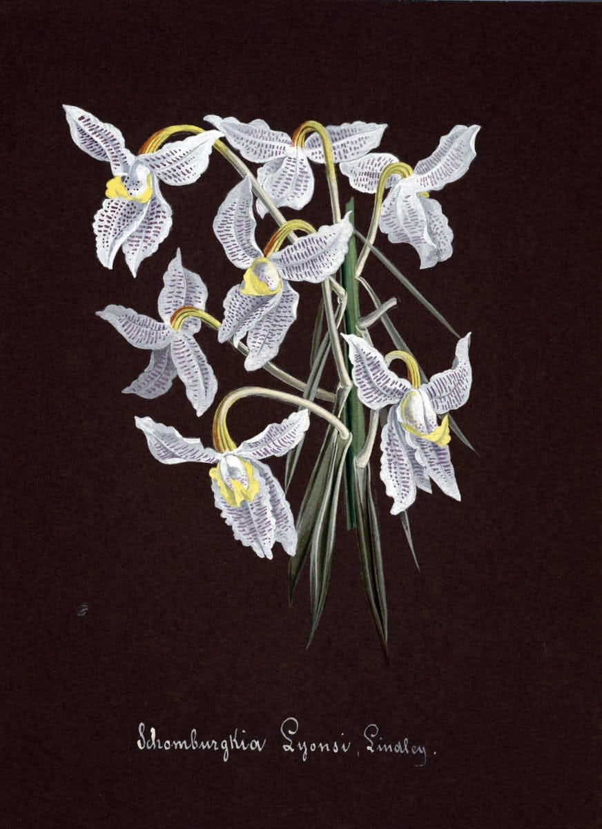 Collection d'orchideÃŒÂes.[S.l. :s.n.,18--]. | "Botanical illustration" Orchidaceae "Orchidaceae in art" "Pictorial works"  | Vintage Print Reproduction 452132