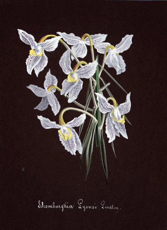 Collection d'orchideÃŒÂes.[S.l. :s.n.,18--]. | "Botanical illustration" Orchidaceae "Orchidaceae in art" "Pictorial works"  | Vintage Print Reproduction 452132