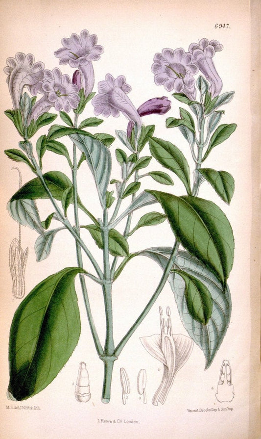Curtis's botanical magazine. London ; New York [etc.] :Academic Press [etc.]. | "Botanical illustration" Botany Periodicals "Pictorial works" "Plants, Ornamental"  | Vintage Print Reproduction 452133