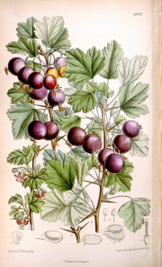 Curtis's botanical magazine. London ; New York [etc.] :Academic Press [etc.]. | "Botanical illustration" Botany Periodicals "Pictorial works" "Plants, Ornamental"  | Vintage Print Reproduction 452135
