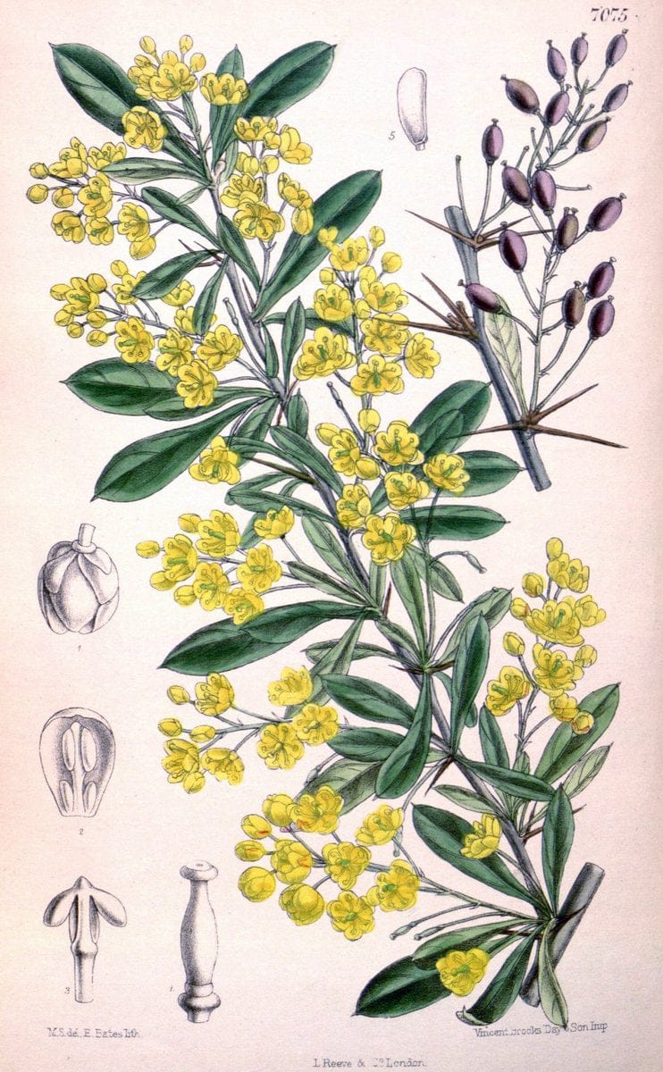 Curtis's botanical magazine. London ; New York [etc.] :Academic Press [etc.]. | "Botanical illustration" Botany Periodicals "Pictorial works" "Plants, Ornamental"  | Vintage Print Reproduction 452136