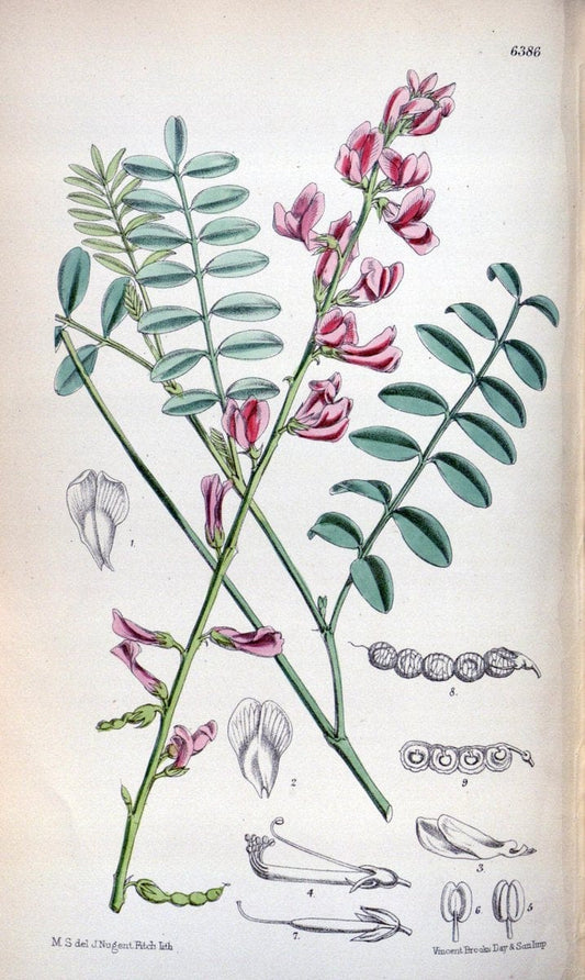 Curtis's botanical magazine. London ; New York [etc.] :Academic Press [etc.]. | "Botanical illustration" Botany Periodicals "Pictorial works" "Plants, Ornamental"  | Vintage Print Reproduction 452137