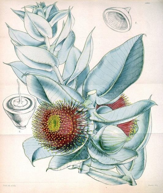 Curtis's botanical magazine. London ; New York [etc.] :Academic Press [etc.]. | "Botanical illustration" Botany Periodicals "Pictorial works" "Plants, Ornamental"  | Vintage Print Reproduction 452139