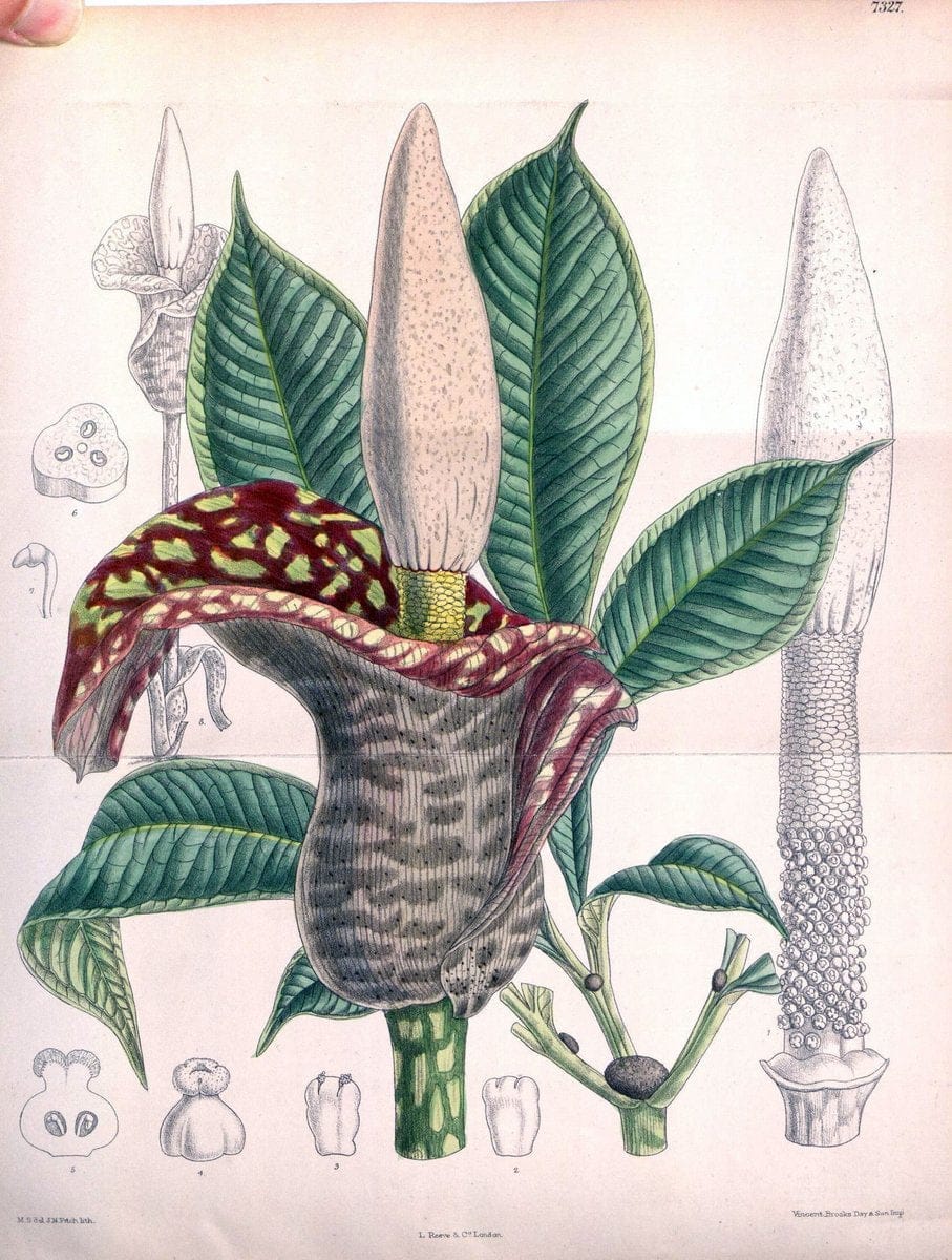 Curtis's botanical magazine. London ; New York [etc.] :Academic Press [etc.]. | "Botanical illustration" Botany Periodicals "Pictorial works" "Plants, Ornamental"  | Vintage Print Reproduction 452140