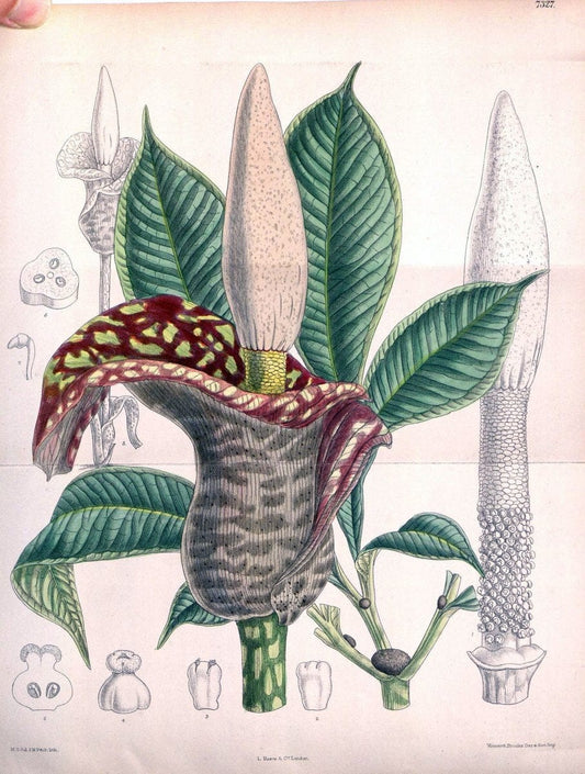 Curtis's botanical magazine. London ; New York [etc.] :Academic Press [etc.]. | "Botanical illustration" Botany Periodicals "Pictorial works" "Plants, Ornamental"  | Vintage Print Reproduction 452140