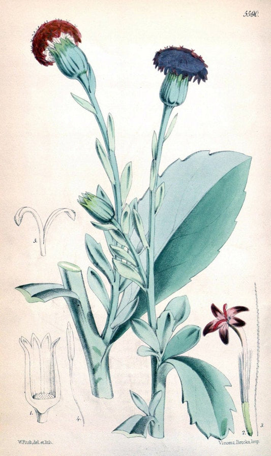 Curtis's botanical magazine. London ; New York [etc.] :Academic Press [etc.]. | "Botanical illustration" Botany Periodicals "Pictorial works" "Plants, Ornamental"  | Vintage Print Reproduction 452141