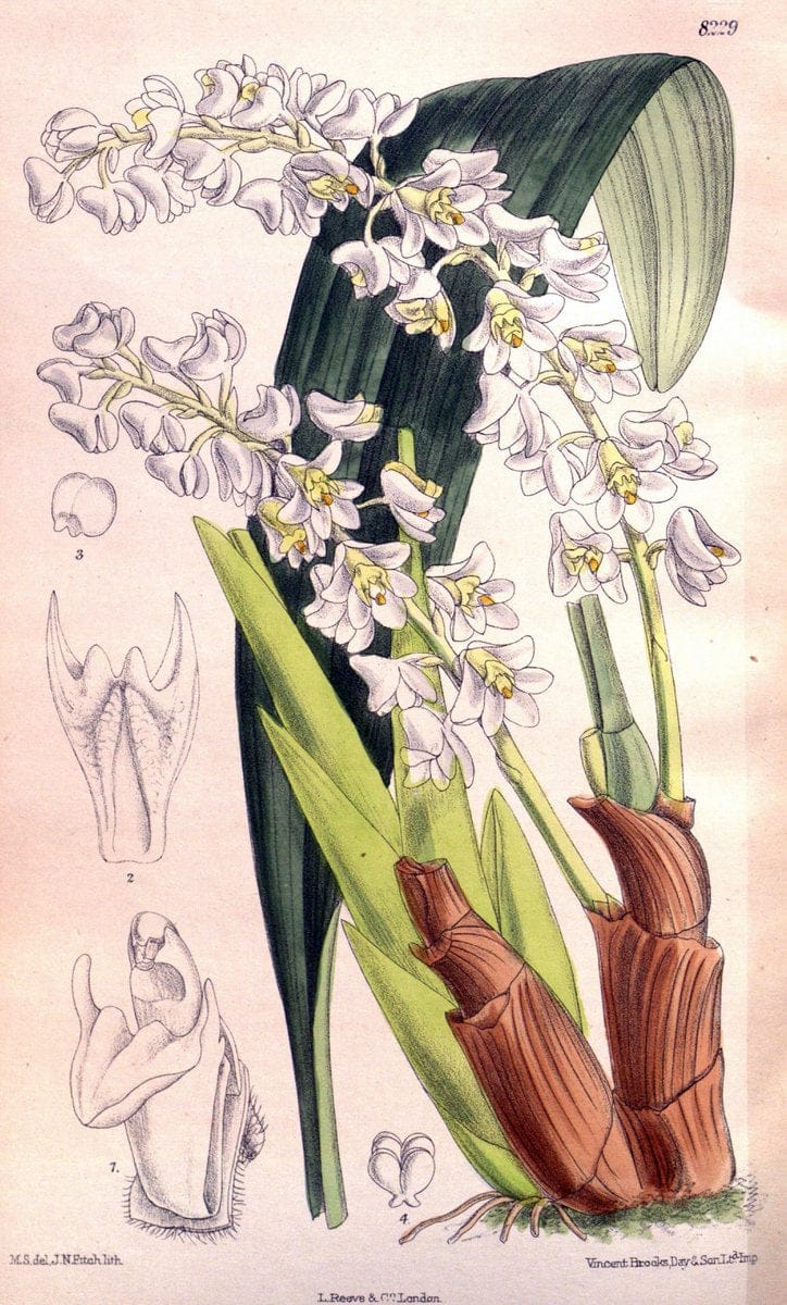 Curtis's botanical magazine. London ; New York [etc.] :Academic Press [etc.]. | "Botanical illustration" Botany Periodicals "Pictorial works" "Plants, Ornamental"  | Vintage Print Reproduction 452142