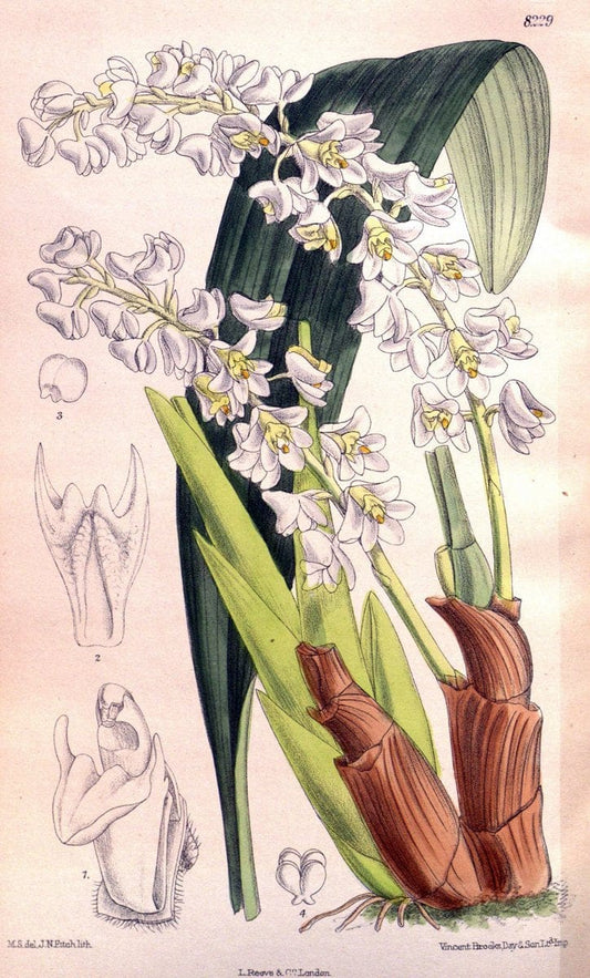 Curtis's botanical magazine. London ; New York [etc.] :Academic Press [etc.]. | "Botanical illustration" Botany Periodicals "Pictorial works" "Plants, Ornamental"  | Vintage Print Reproduction 452142