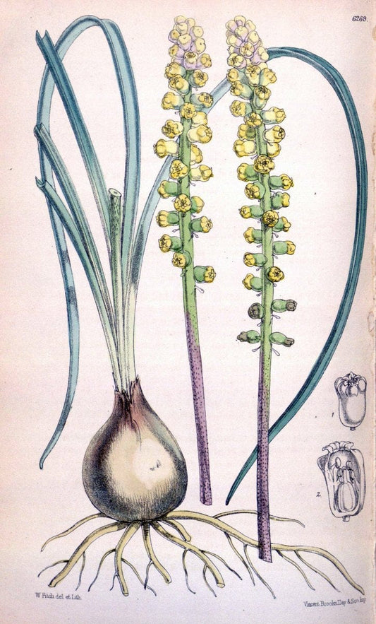 Curtis's botanical magazine. London ; New York [etc.] :Academic Press [etc.]. | "Botanical illustration" Botany Periodicals "Pictorial works" "Plants, Ornamental"  | Vintage Print Reproduction 452143