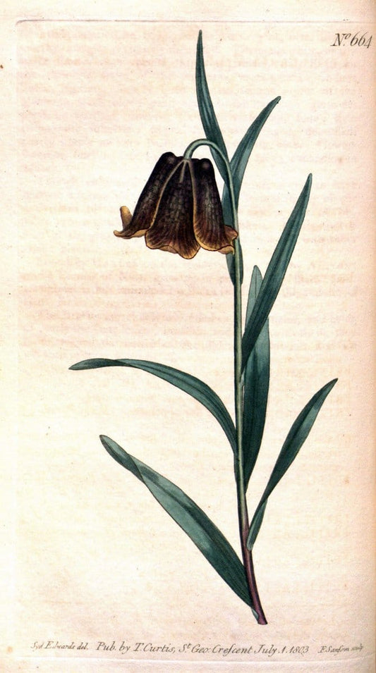 Curtis's botanical magazine. London ;New York [etc.] :Academic Press [etc.]. | Botany Periodicals "Pictorial works"  | Vintage Print Reproduction 452146
