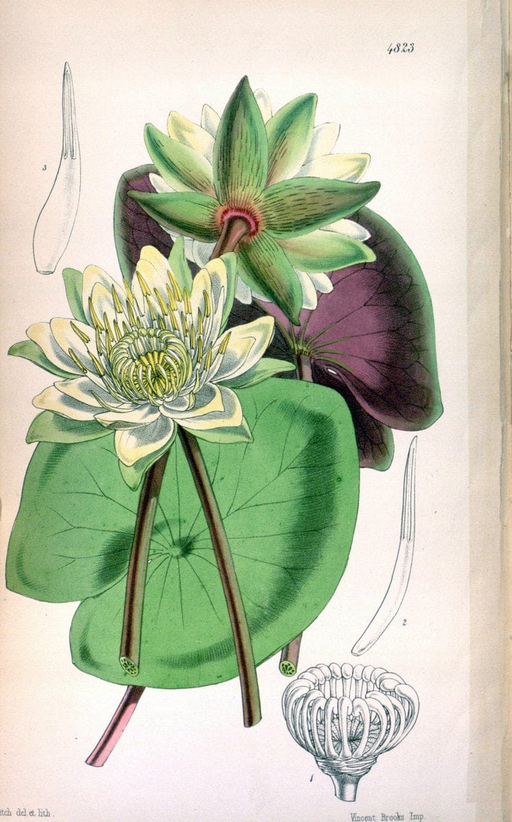 Curtis's botanical magazine. London ;New York [etc.] :Academic Press [etc.]. | Botany Periodicals "Pictorial works"  | Vintage Print Reproduction 452147
